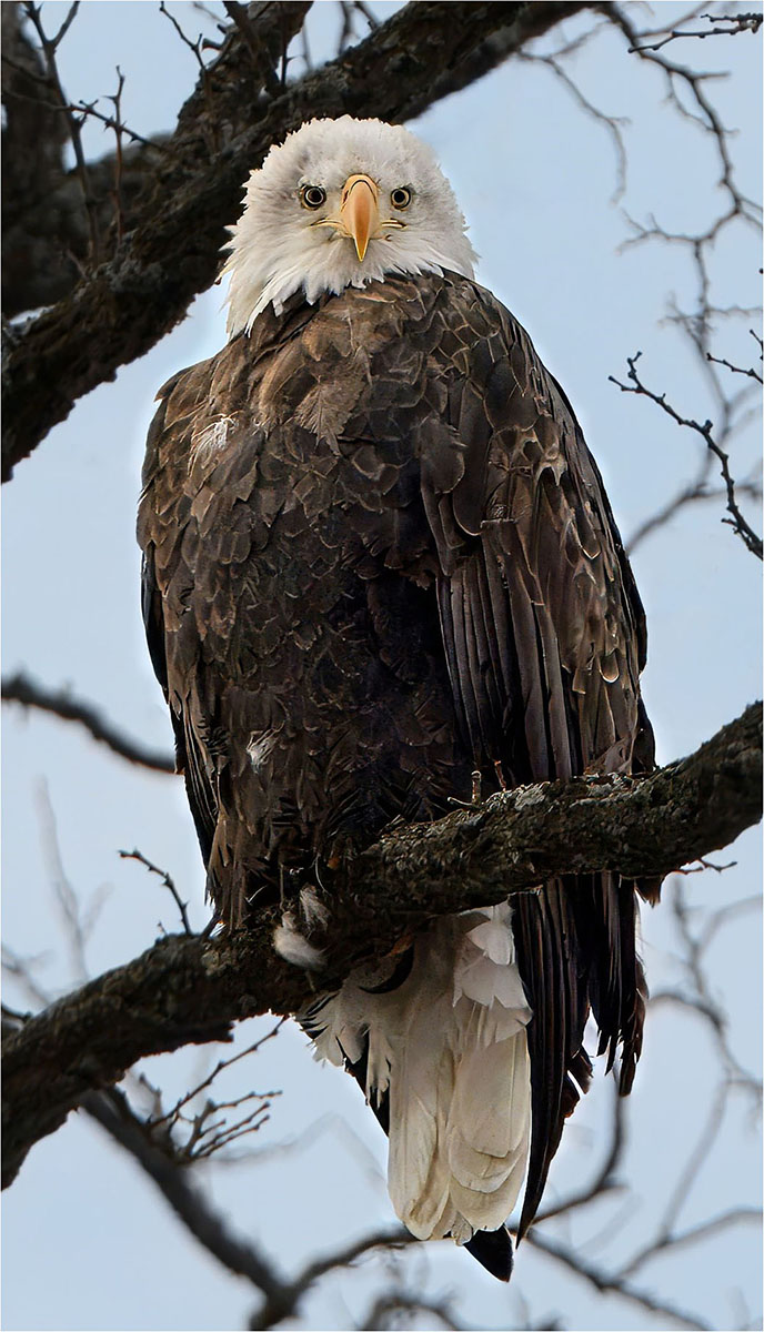 Rock John Eagle Checking me out Nature   Ornithological   Class B 20260225
